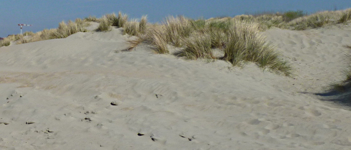 Koksijde schenkt 300 ton zand aan BK Waregem